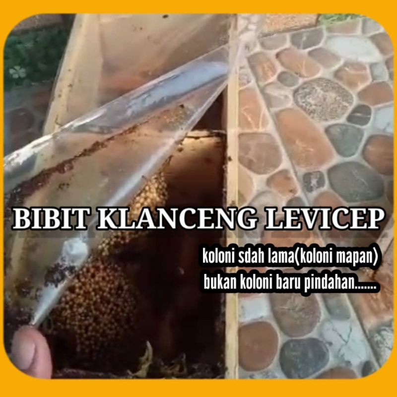 bibit klanceng levicep