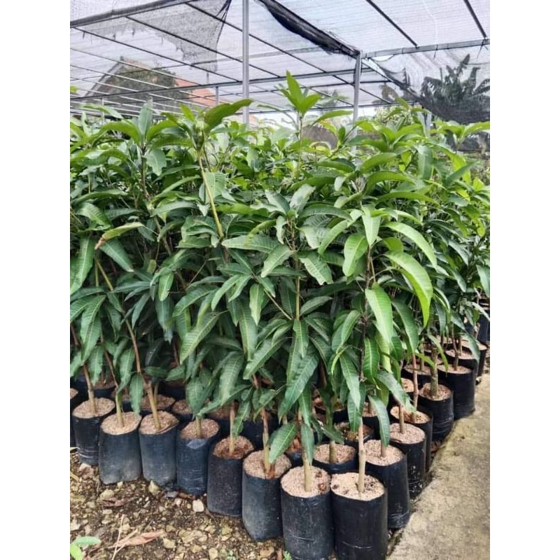 BIBIT MANGGA MADU/ HARUM MANIS TERLARIS