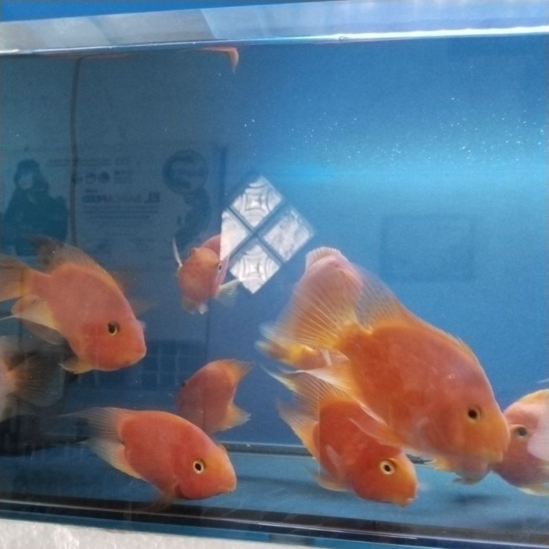 Red Parrot Tail & No. Tail