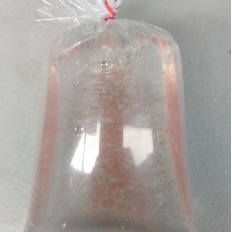 Kutu air Daphnia Magna Starter Kutu Air Raksasa | Pakan Ikan Aquarium