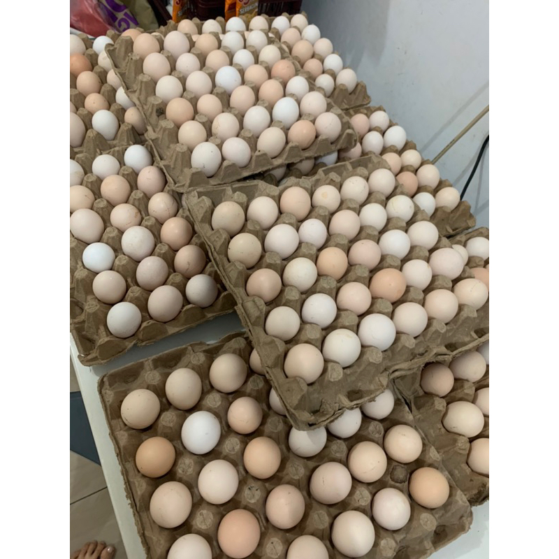 

Telur Ayam Kampung