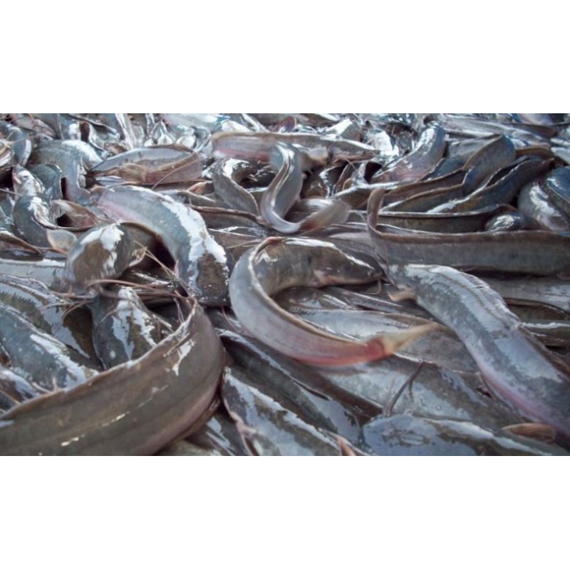 

Lele Segar 1kg
