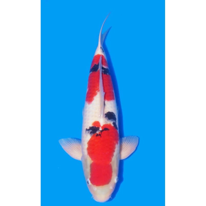 ikan koi sanke grade A size 20cm