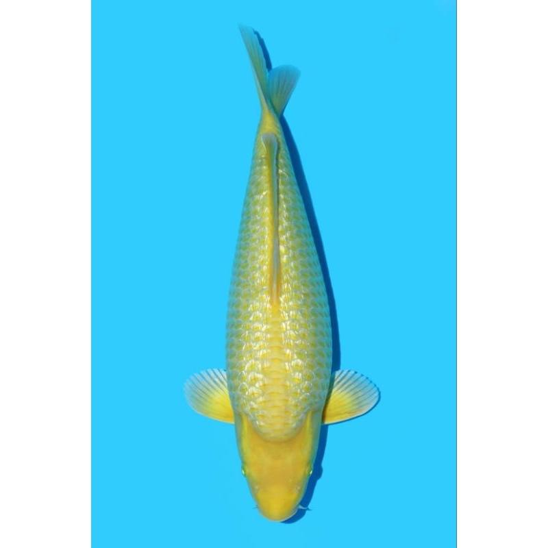 ikan koi chagoi kharasi grade A size 20cm