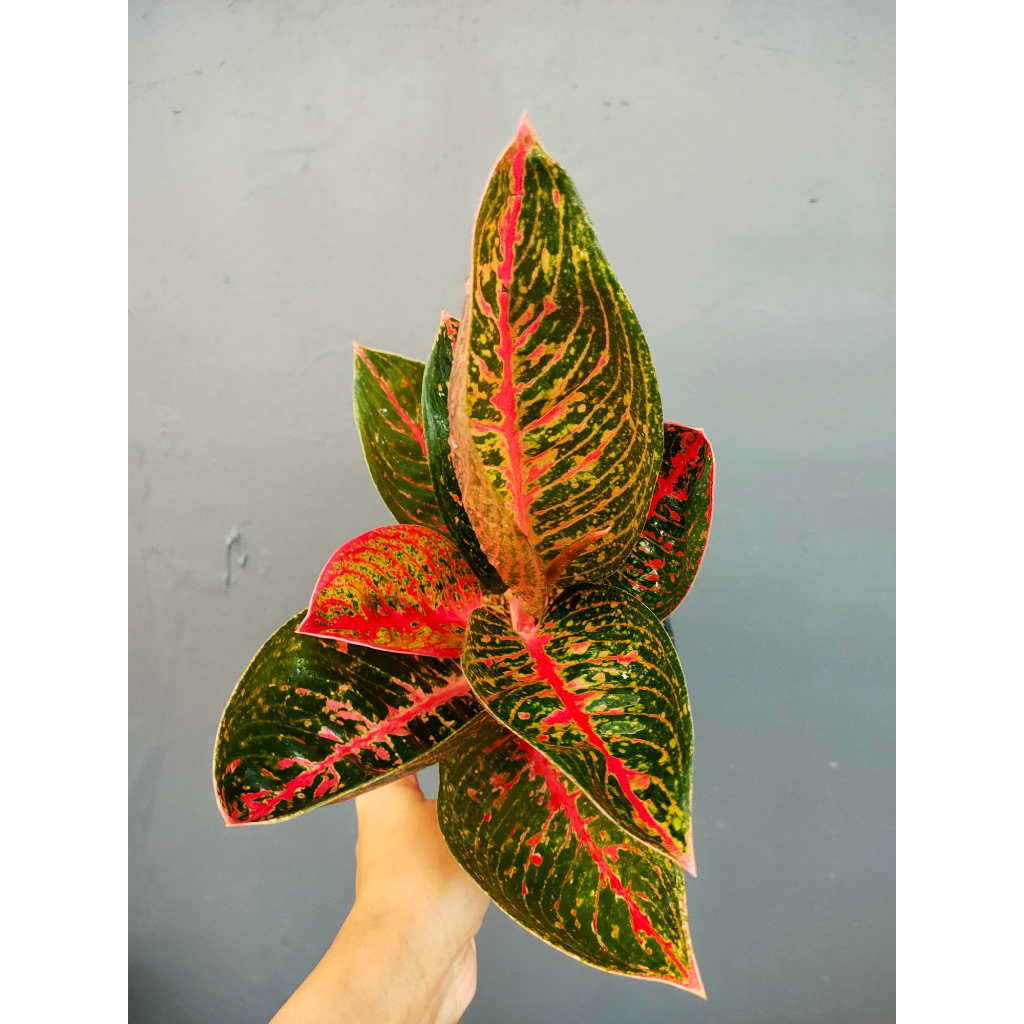Aglaonema Adelia