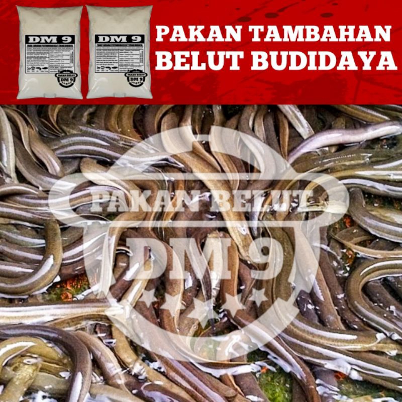 Belut monster pakan tambahan budidaya ternak media air bersih