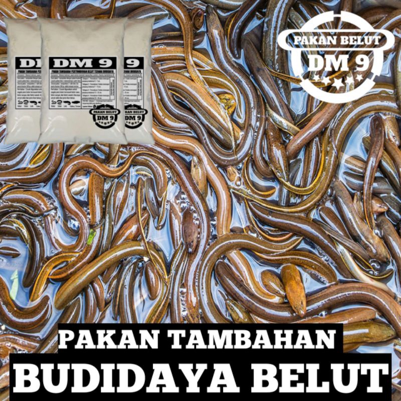 Belut monster pakan tambahan DM 9 budidaya belut ternak media air bersih