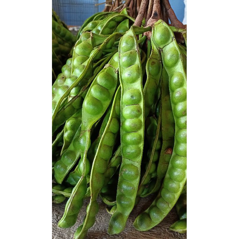 

Pete Pendek 12 Papan