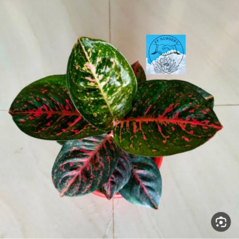 aglonema wulandari black
