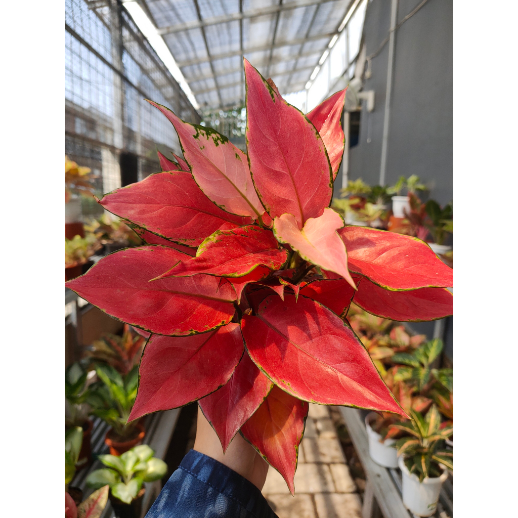 Aglaonema Ruby Garuda