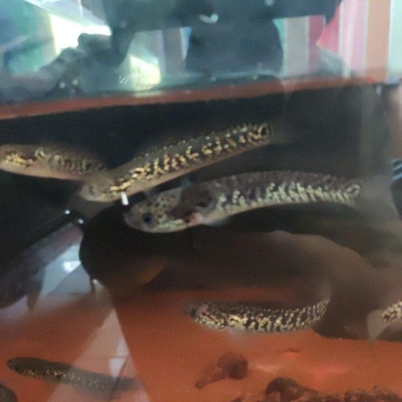 limbata cb dan RSP Kalimaya 6-7-8cm