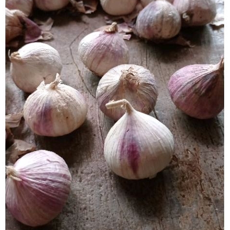 

Bawang Putih Tunggal 500 Gram - Bawang Lanang 500 Gram - Langsung Dari Gudang Kualitas Terbaik - Ukuran Variasi