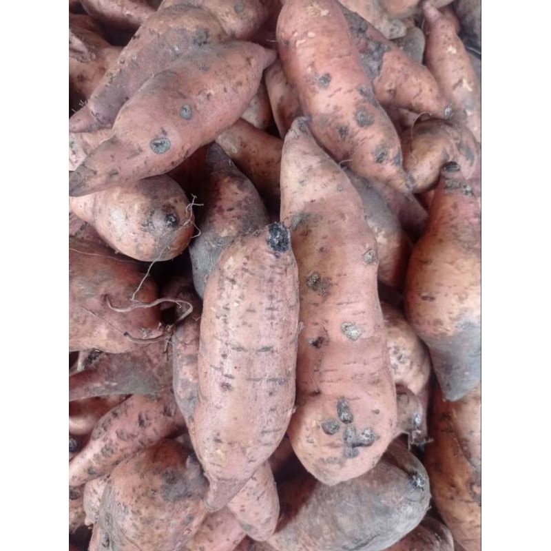 

ubi jalar madu orange (sweet potato orange) 1 kg