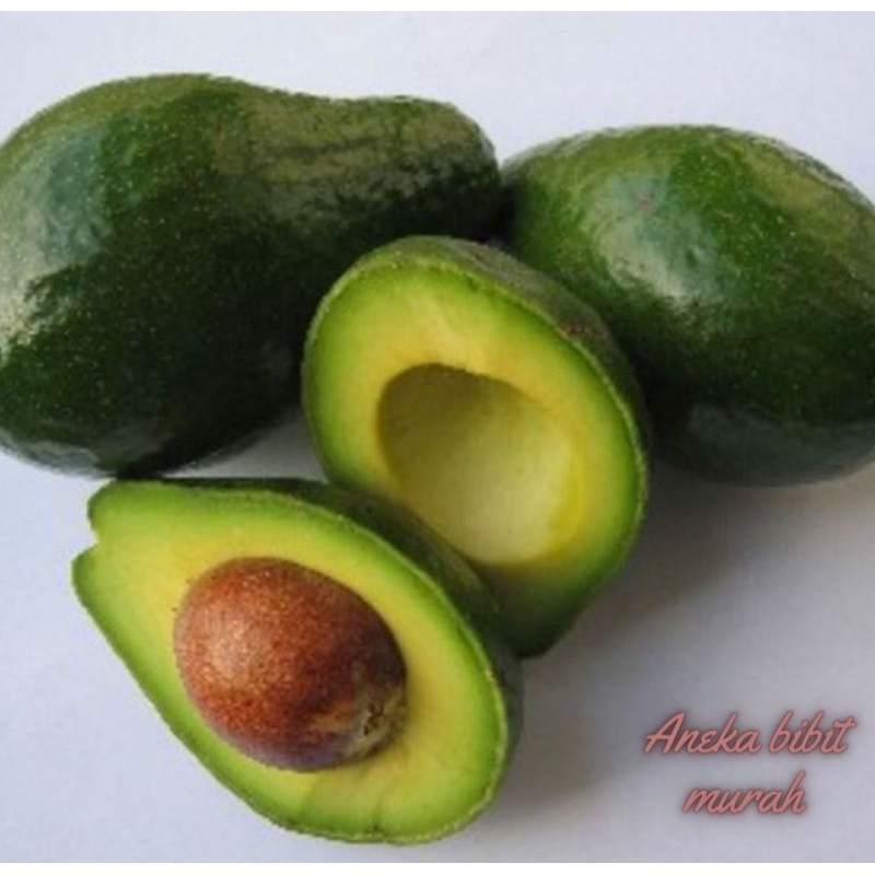 BIBIT ALPUKAT MIKI SIAP BUAH
