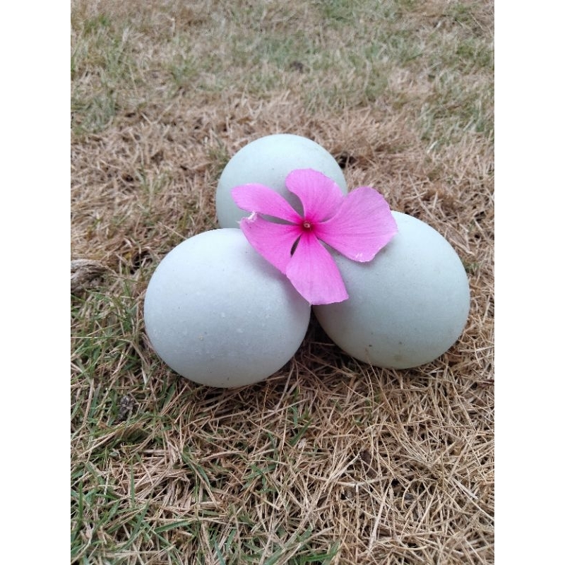 

Telor bebek umbaran sawah 3.000/Butir