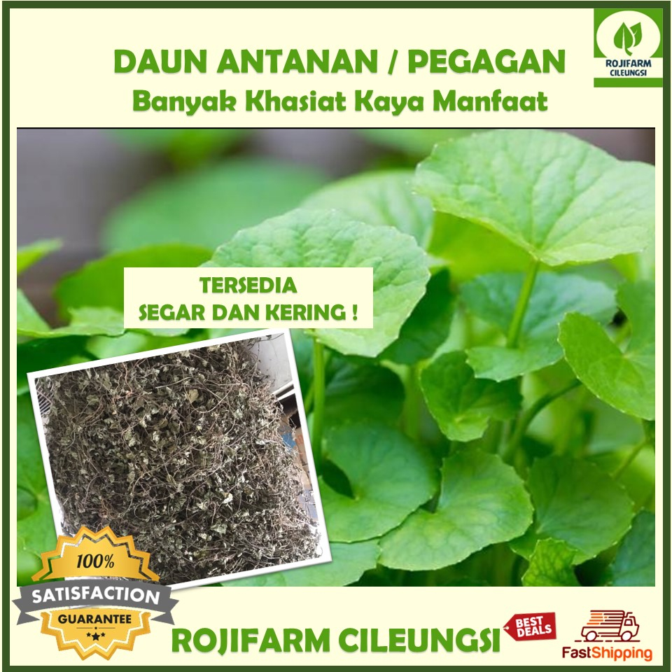 

Daun Antanan Pegagan Kering100gr