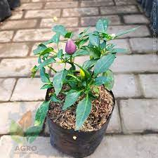 Tanaman Hidup Cabe Pelangi Berbuah - Cabe Pelangi - Cabe Pelangi Berbuah - Bibit Cabe Pelangi Berbua
