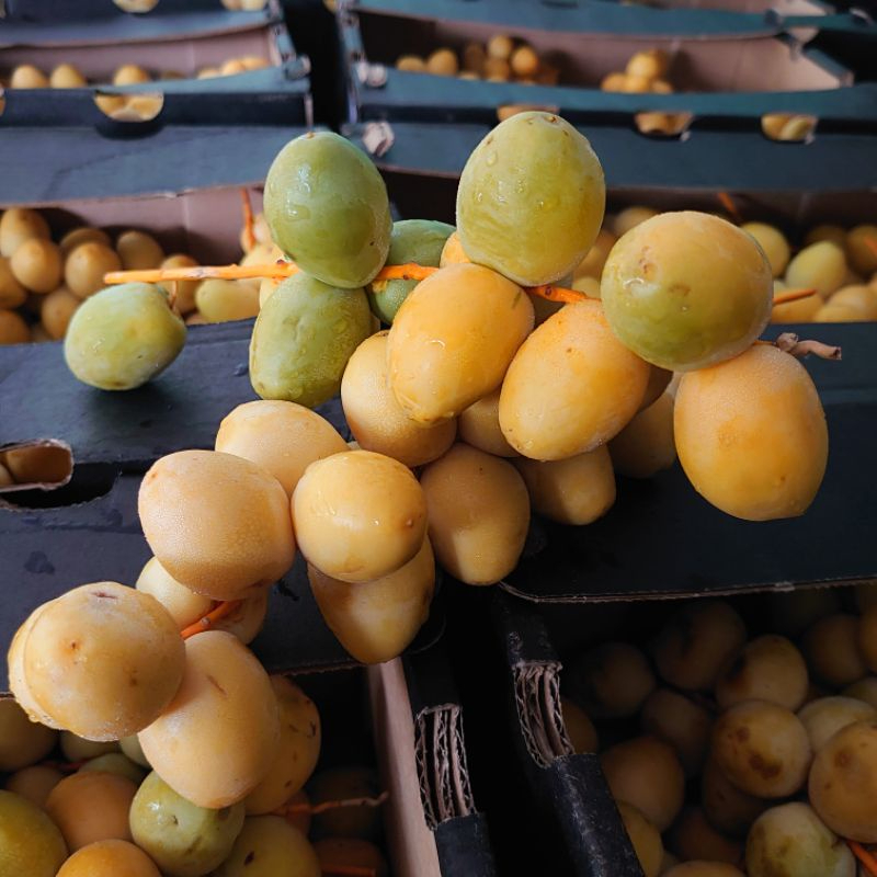 

Kurma Muda Promil Merah Hijau Kuning Campur