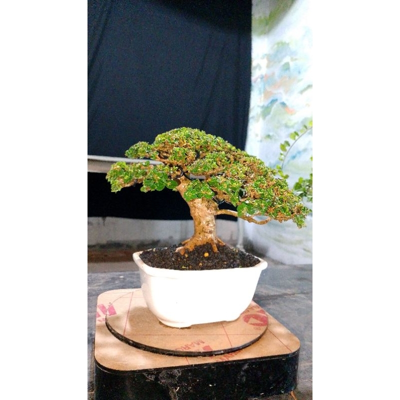 BONSAI SANCANG JADI