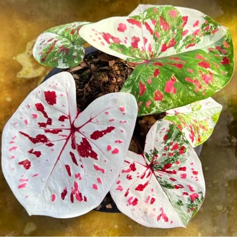 Caladium Thai Seiries New Hybrid H-02 1-3 Daun Tanaman Keladi Hias Murah Impor Thailand Import BUKAN