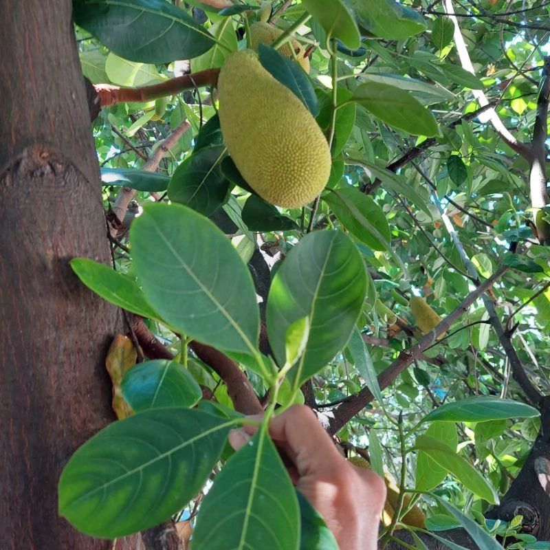 

Daun Nangka segar Obat Diabetes 100 lembar+ Bonus 10lembar