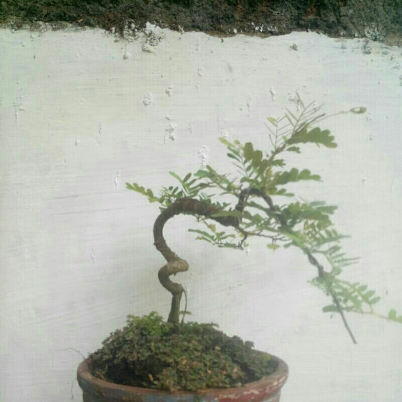bonsai asem jawa siap pajang