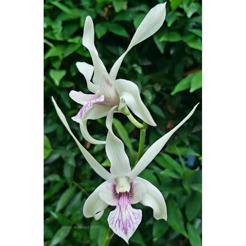 Dendrobium Capung Batu (Seedling)