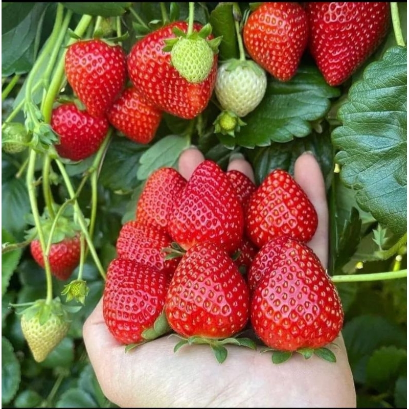 Bibit Strawberry Jumbo Manis Mencir