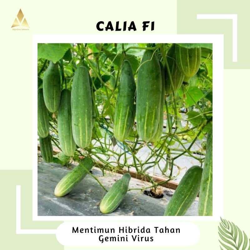 Benih Timun Hibrida Warna Hijau Isi 200 Butir Tahan Virus Calia F1 ORI PACKING CAP MUTIARA BUMI