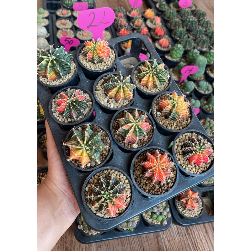 LB VARIEGATA / LB HYBRID VARIEGATA / GYMNO VARIEGATA / KAKTUS IMPORT / KAKTUS WARNA WARNI