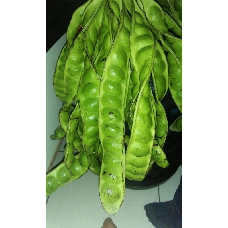 

pete segar 10 papan murah