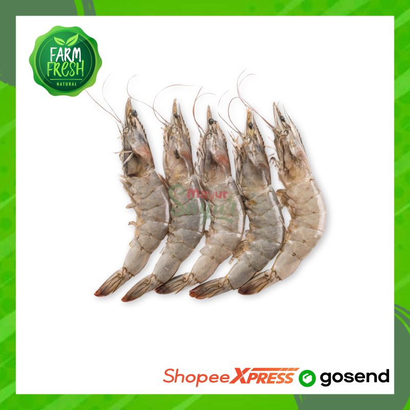 

KIRIM INSTAN Udang Segar Utuh / Undang