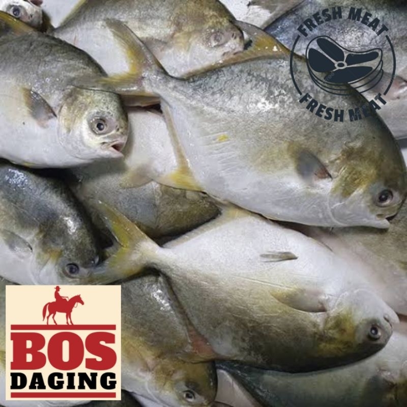 

Ikan Kuwe / Ikan Laut Segar
