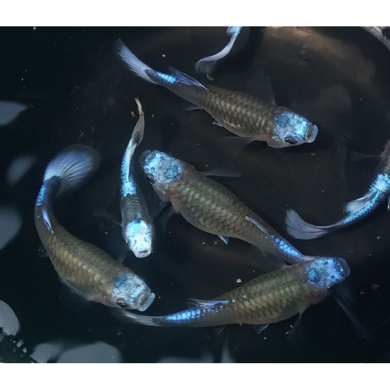 tuxedo blue koi paket 3 pasang