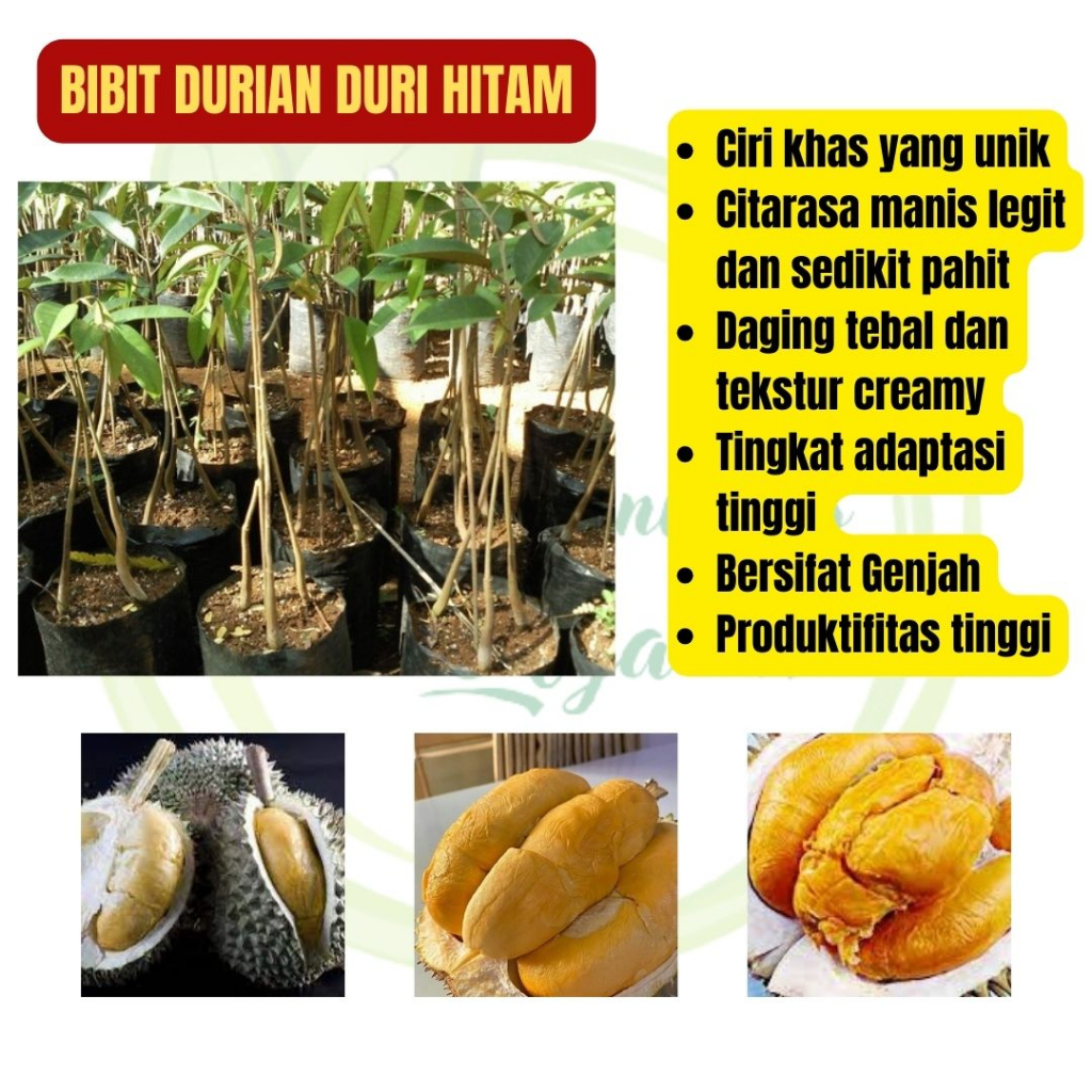 Bibit Durian Duri Hitam, Bibit Durian Duri Hitam Okulasi, Bibit Durian Duri Hitam Asli, Bibit Durian