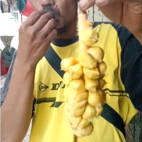 

Nangka Cempedak Murah ukuran 1 Kg.