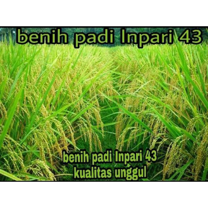 BENIH PADI INPARI 43 BERKUALITAS UNGGUL PER 1KG