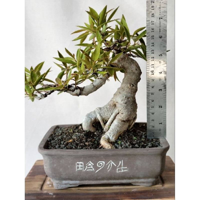bonsai beringin California/ nerufollia