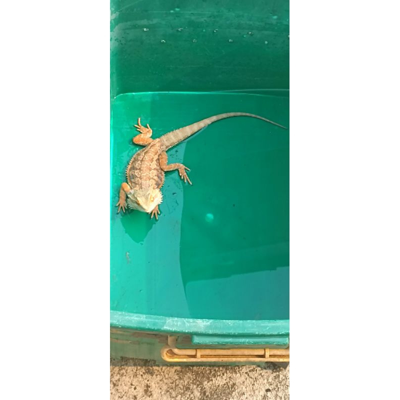 mainan bearded dragon