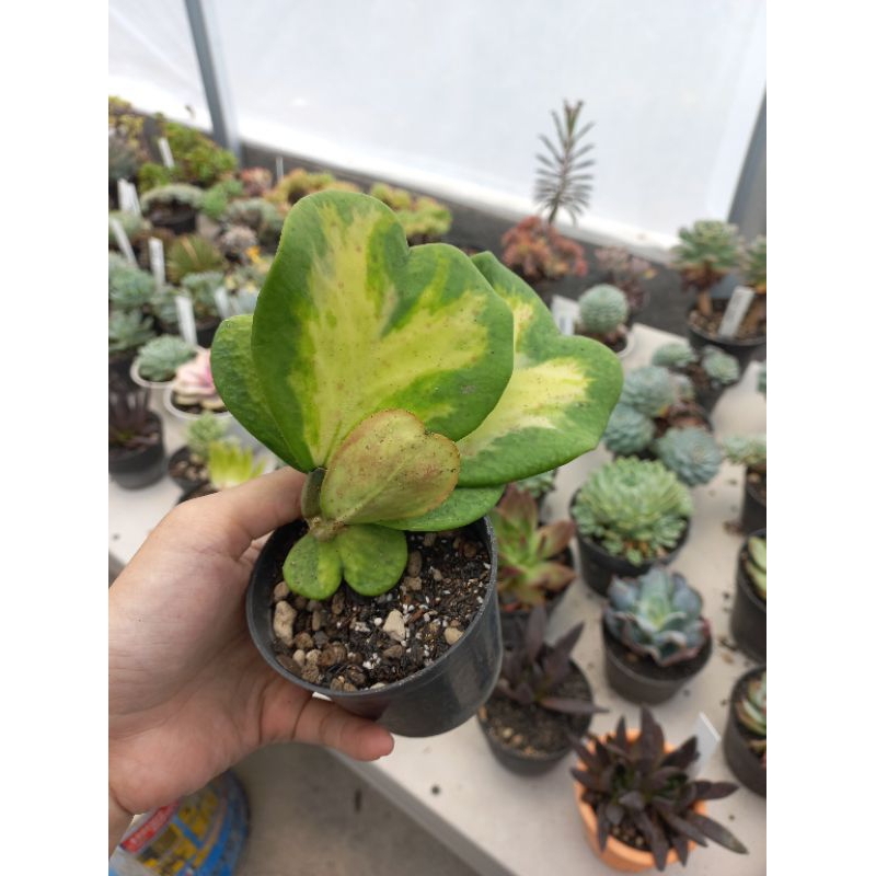sukulen hoya kerii / hoya love