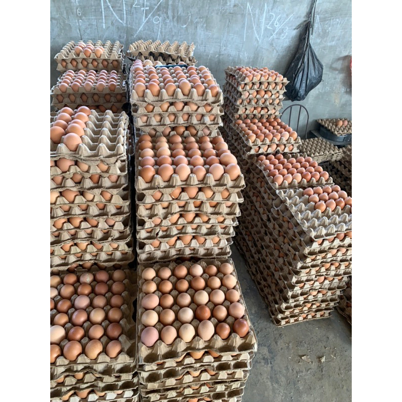 

Telur Ayam Fresh