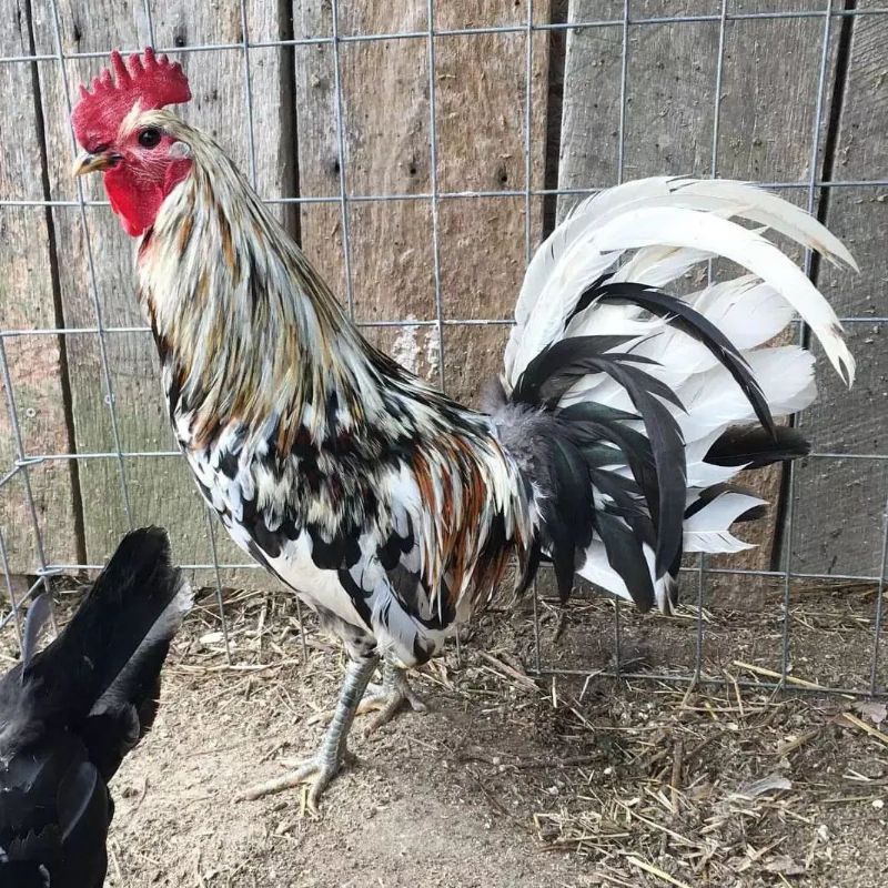 

Jual Telur Ayam Ak29 Paket 5 Butir