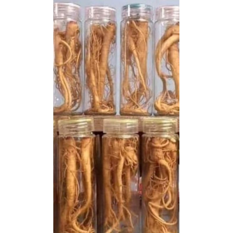 

Ginseng merah Lokal