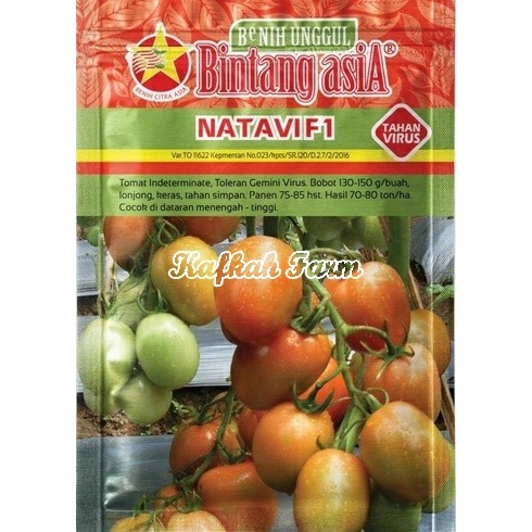 Benih 10 Biji Tomat NATAVI F1