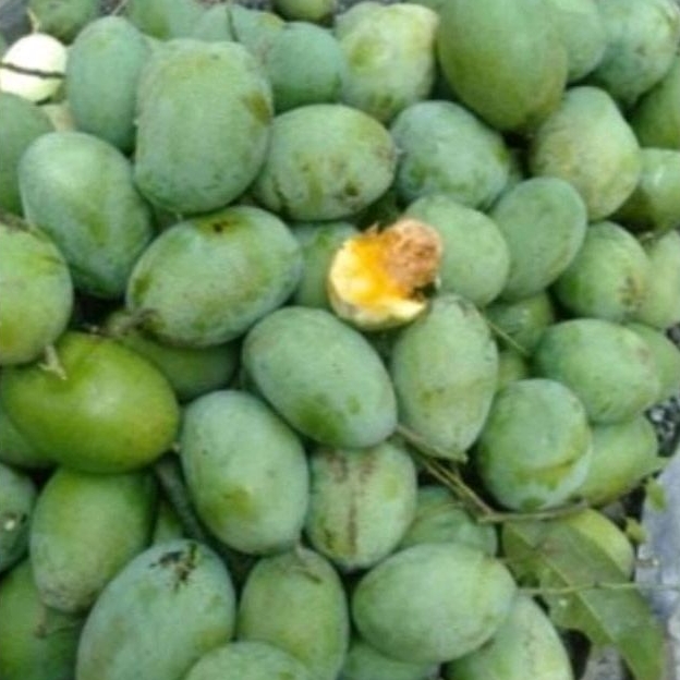 

Mangga manalagi 1 KG , tua, madan, hampir matang