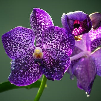 Anggrek Vanda Jumbo - Bebas Pilih ID - Spike / Mekar Knop / Berbunga