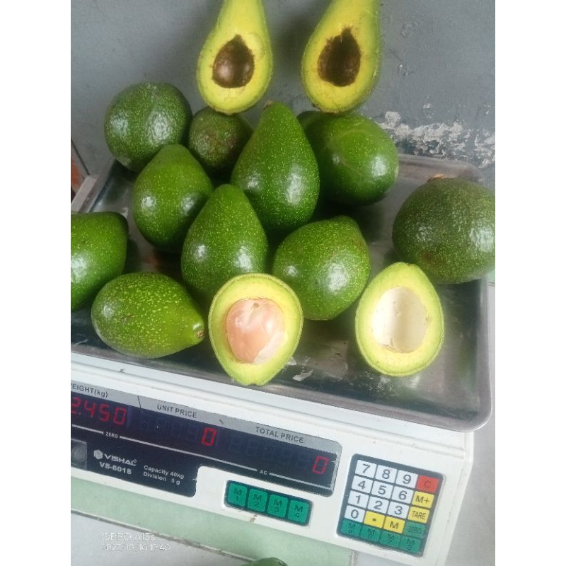 

ALPUKAT MENTEGA isi 5/Kg