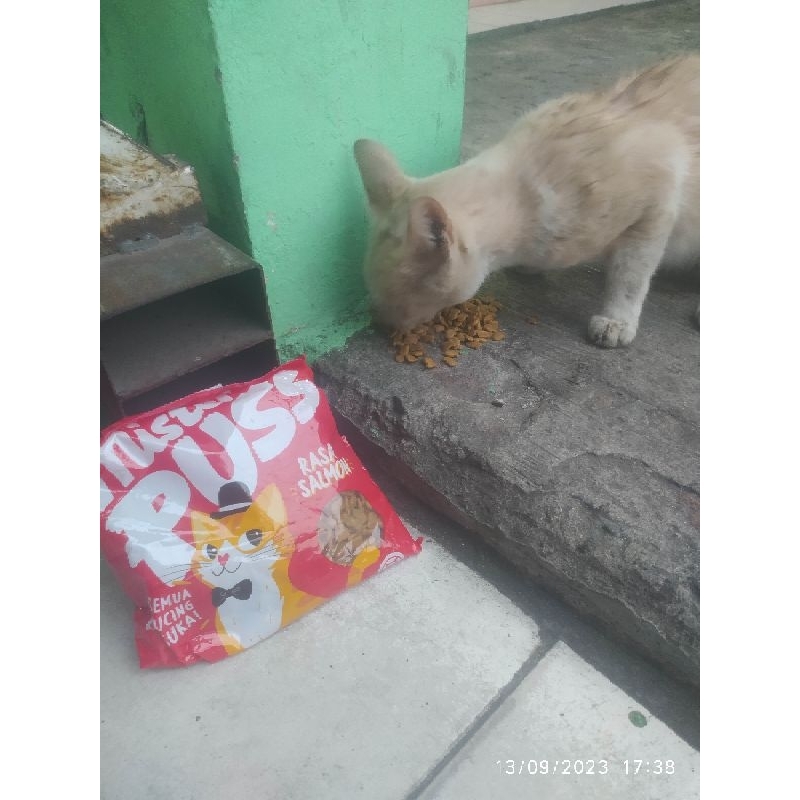 

berbagi dengan kucing jalanan