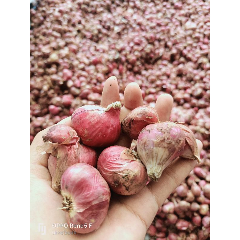 

bawang merah Jawa/lokal