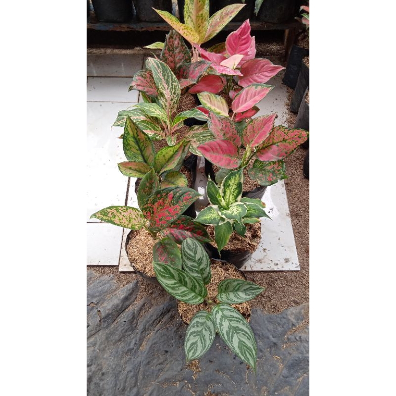 bunga paket aglonema